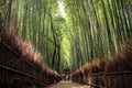 The Arashiyama Bamboo Grove, kyoto, kansai, Japan